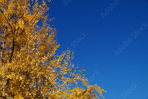 a yellow autumn tree against the background of a clear azure sky, copy space