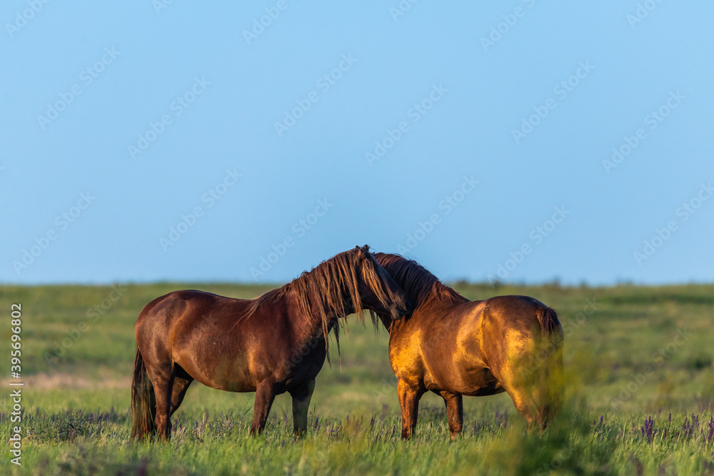 Wild horses grazing in a field at sunrise Wild horses grazing in a field at sunrise
