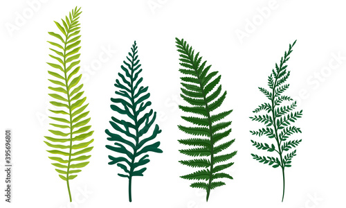 Green Fern Frond or Branch as Tropical Foliage Vector Set