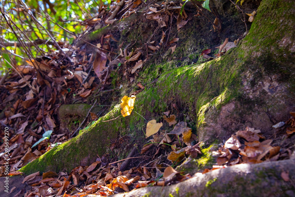 Obraz premium 木の根っこ