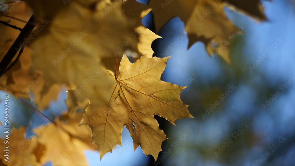 Fototapeta premium autumn yellow maple leaves on blurred background blue close-up 