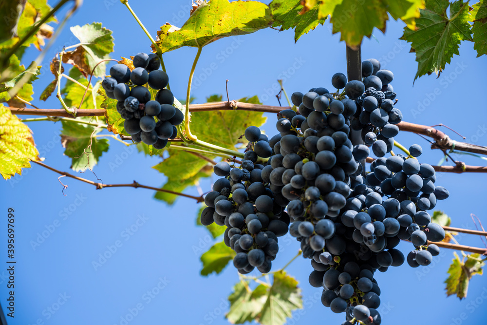 Fototapeta premium Dark grapes hang on a branch against a blue sky
