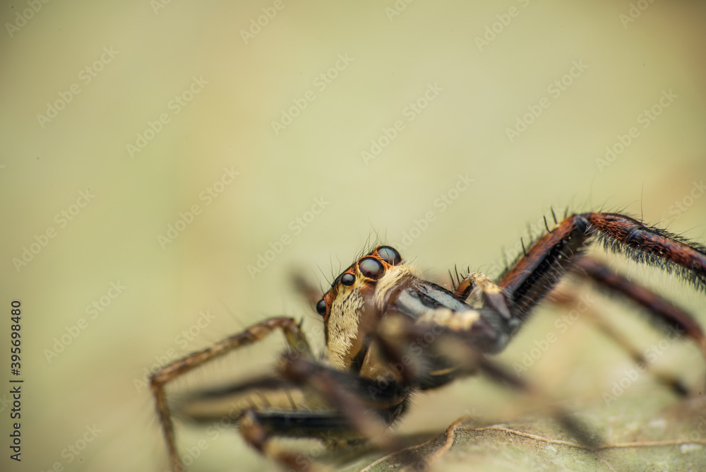 spider on the ground spider on the ground