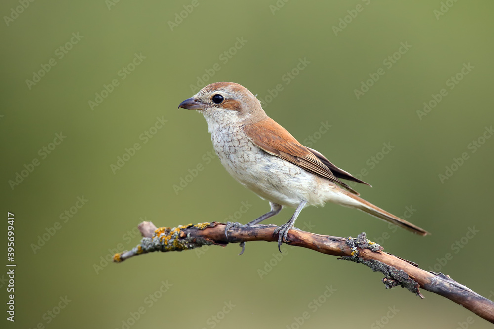 The red-backed shrike (Lanius collurio), female sitting on the branch with green background. Female songbird with a curved beak sitting on a twig. The red-backed shrike (Lanius collurio), female sitting on the branch with green background. Female songbird with a curved beak sitting on a twig.