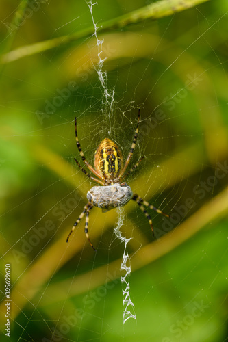 wasp spider (Argiope bruennichi) with a catch in web