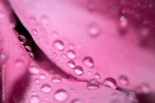 Water drops on pink leaves of a flower close-up with a dark background. Selective focus.