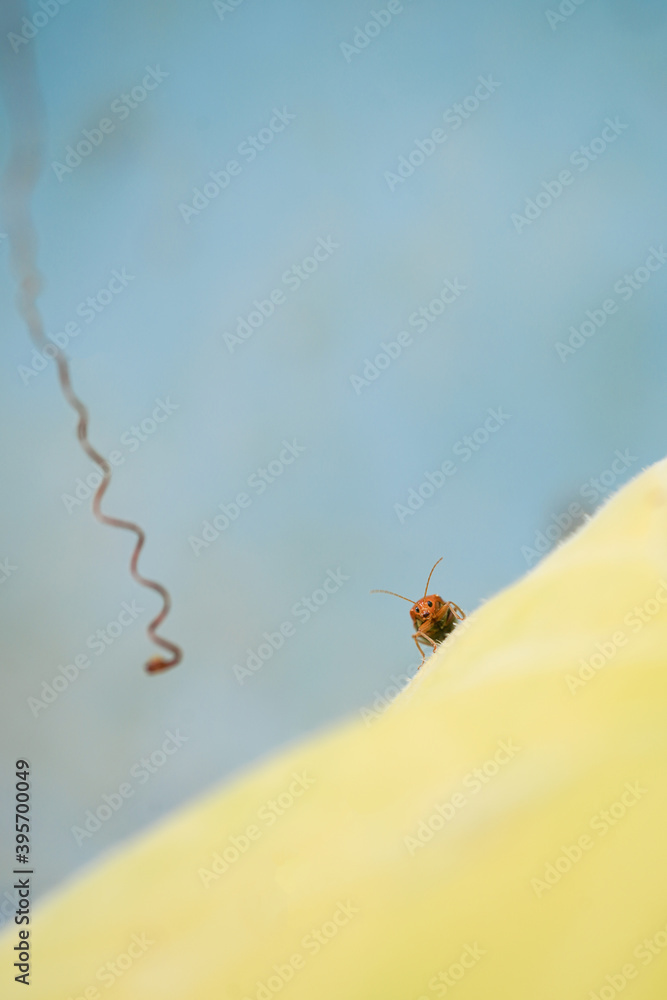 red pumpkin beetle on yellow leaf of butternut squash red pumpkin beetle on yellow leaf of butternut squash