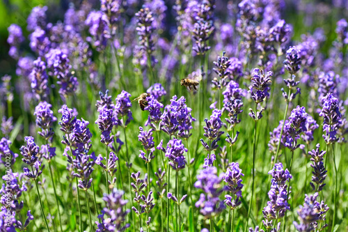 Lavender Flowers Field. Growing and Blooming Lavender