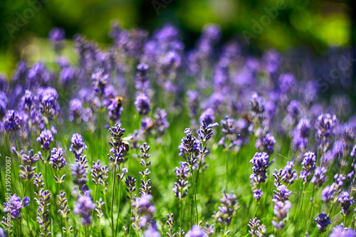 Lavender Flowers Field. Growing and Blooming Lavender