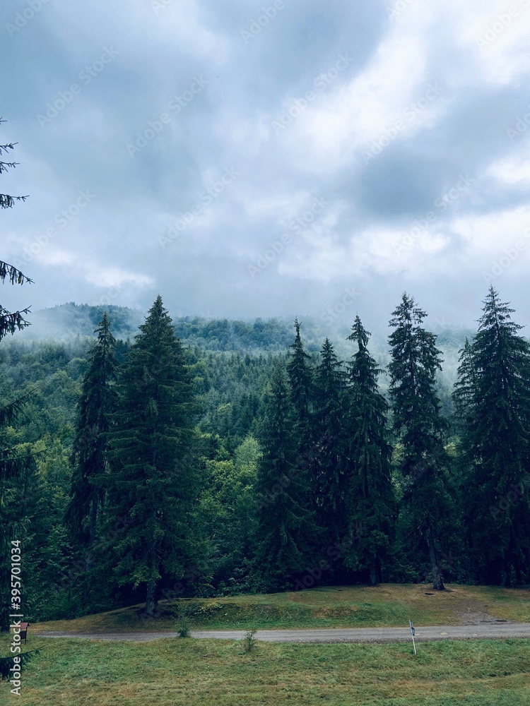 Fototapeta premium Forest in the mountains
