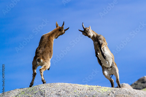 Fotografia Low angle shot of jumping mountain goat