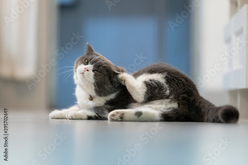 British shorthair cat scratching on the floor photo