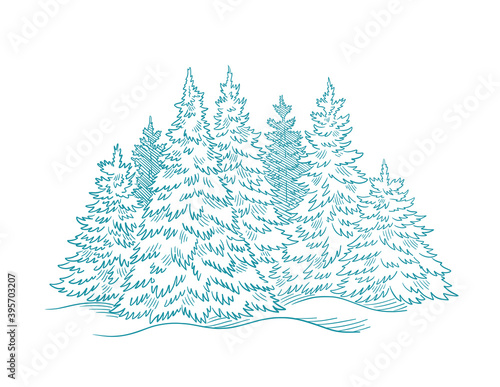 Fir tree forest sketch. Blue conifer spruce. New year fir-tree postcard. Hand drawn vector. Contour line.