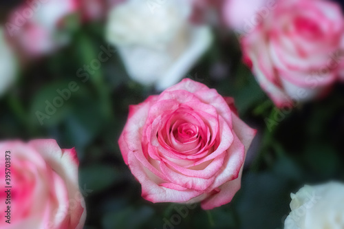 Macro. Rose close-up. Pink and white flowers