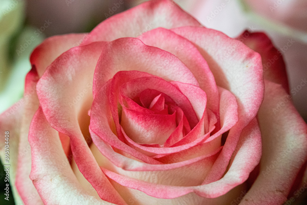 Macro. Rose close-up. Pink and white flowers Macro. Rose close-up. Pink and white flowers