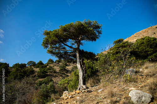 Tree against the sky