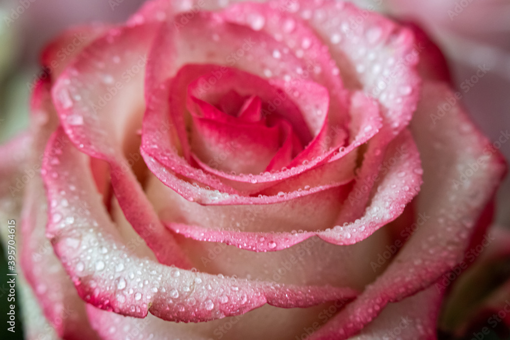 Macro. Rose close-up. Water drops on the petals. Pink and white flowers Macro. Rose close-up. Water drops on the petals. Pink and white flowers