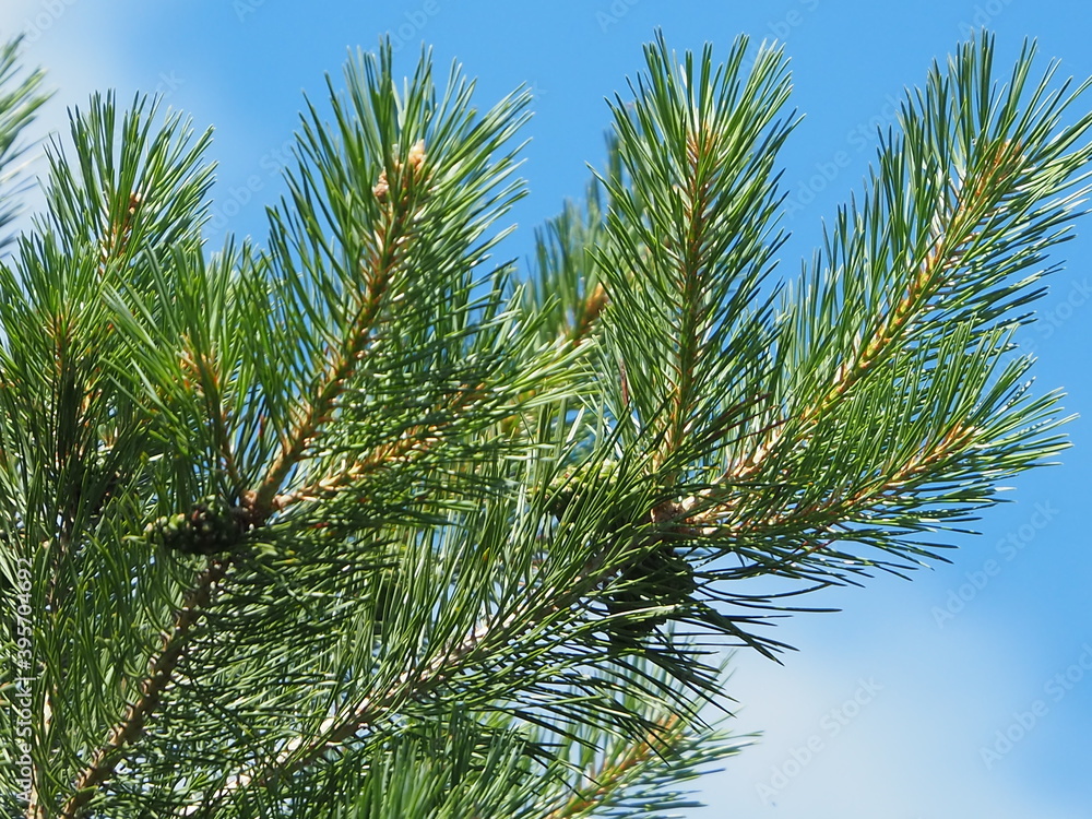 Fototapeta premium Christmas trees with cones under the snow