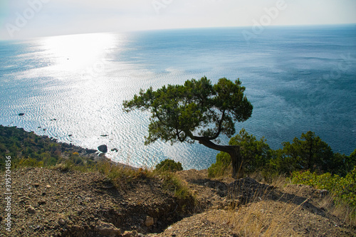 tree on a cliff above the sea