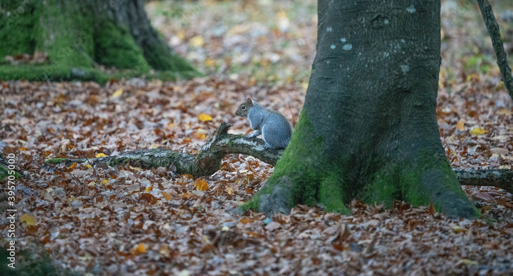 Grey Squirrel Grey Squirrel
