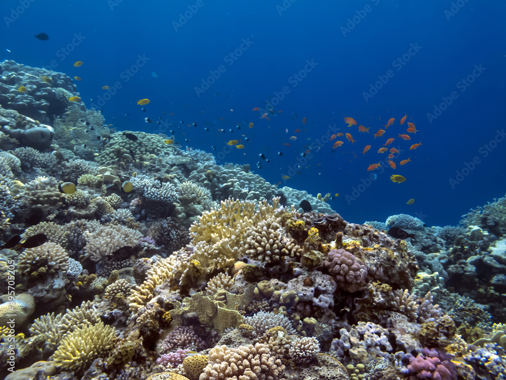 Fototapeta premium Tropical fish and corals. Red Sea