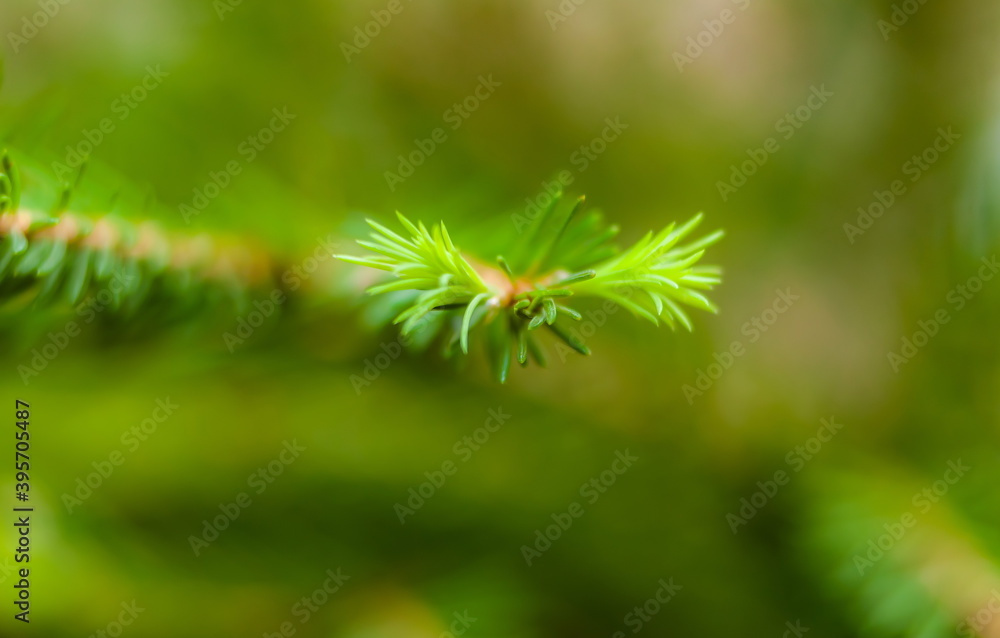 Young green tree shoots (Background, banner, Wallpaper, texture)