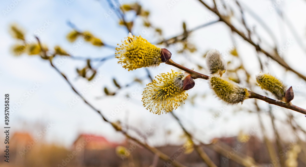 Young shoot of a willow closeup in spring Young shoot of a willow closeup in spring