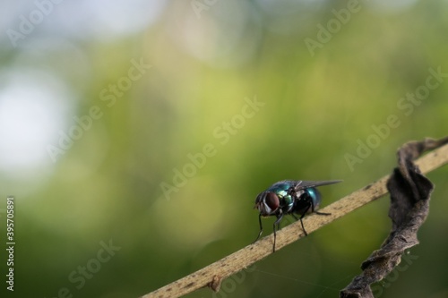 fly on leaf © Rudhnyot