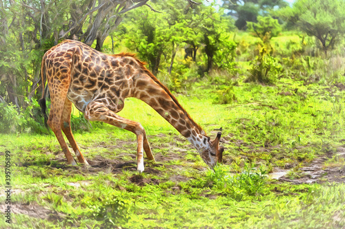 Giraffa camelopardalis  Giraffe in African savannah East Africa Tanzania