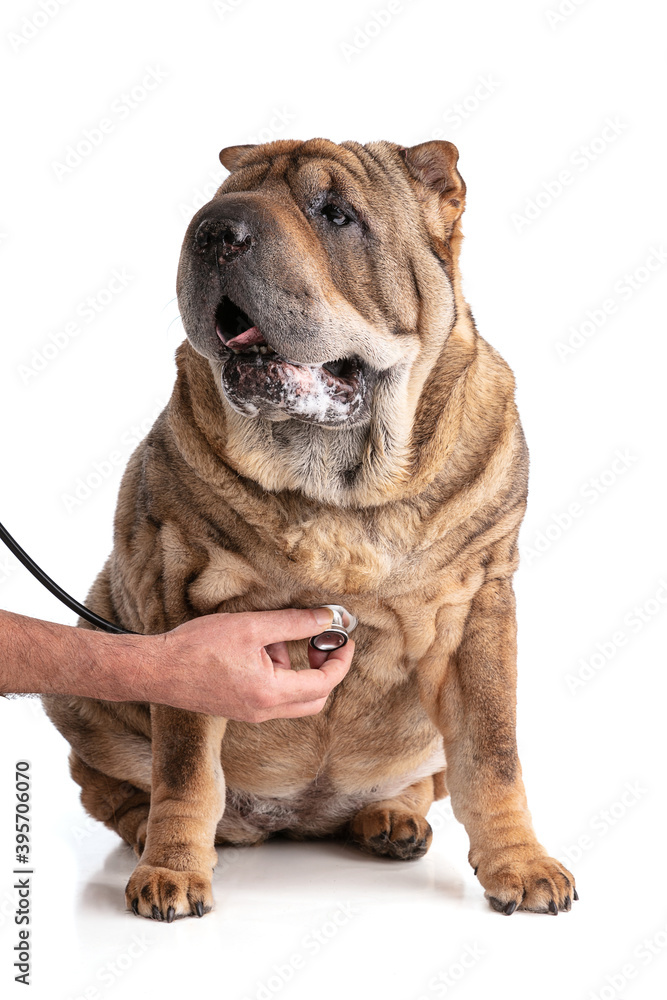 Old Shar-Pei (12 years old) with stethoscope Old Shar-Pei (12 years old) with stethoscope
