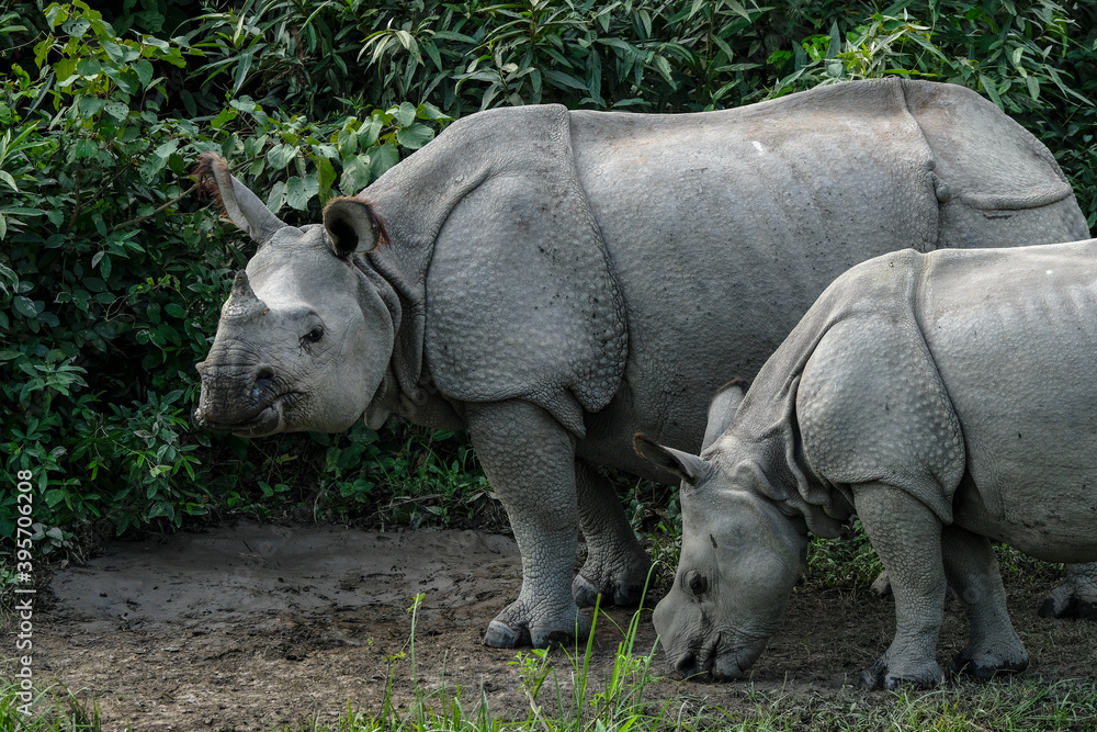 Rhinos in Kaziranga National Park in the state of Assam, India. Rhinos in Kaziranga National Park in the state of Assam, India.