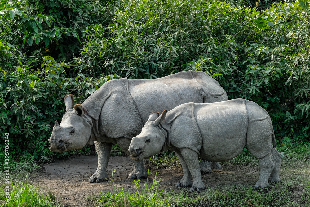 Obraz premium Rhinos in Kaziranga National Park in the state of Assam, India.