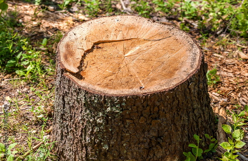 A stump from a felled tree in the forest close-up in summer