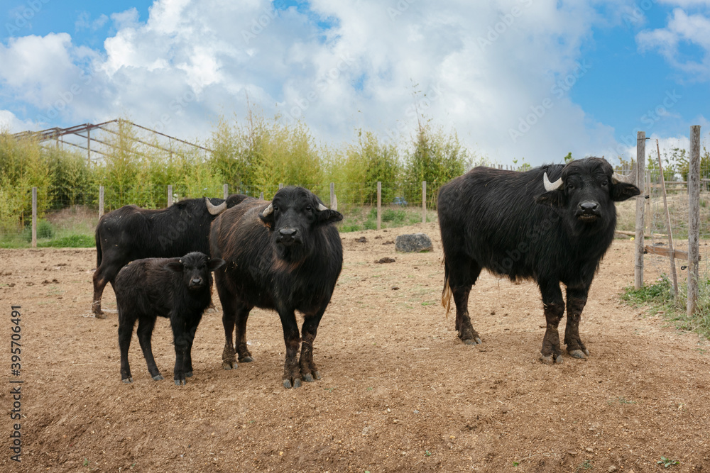 Asian buffalo family Asian buffalo family
