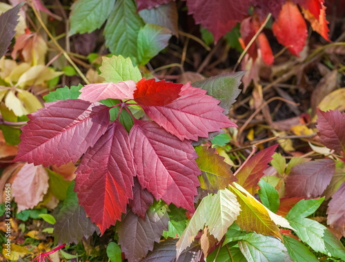 Colorful leaves of the plant Maiden grapes closeup in autumn