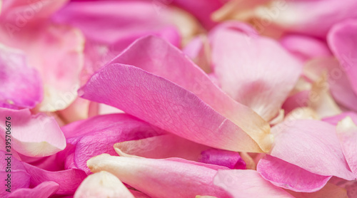 Soft focus  abstract floral background  pink rose flower petals. Macro flowers backdrop for holiday design