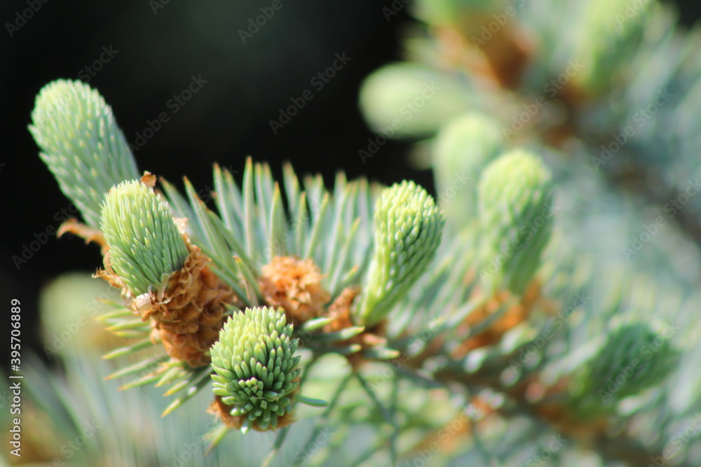 firs and fir trees with cones and needles firs and fir trees with cones and needles