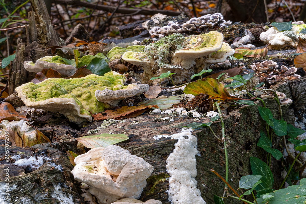 Obraz premium The White humpback fungus (Trametes gibbosa), the Bleeding tube fungus (Physisporinus sanguinolentus) and the Gray tube fungus (Bjerkandera adusta) in De Horsten park in Wassenaar