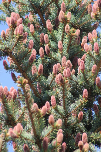 firs and fir trees with cones and needles