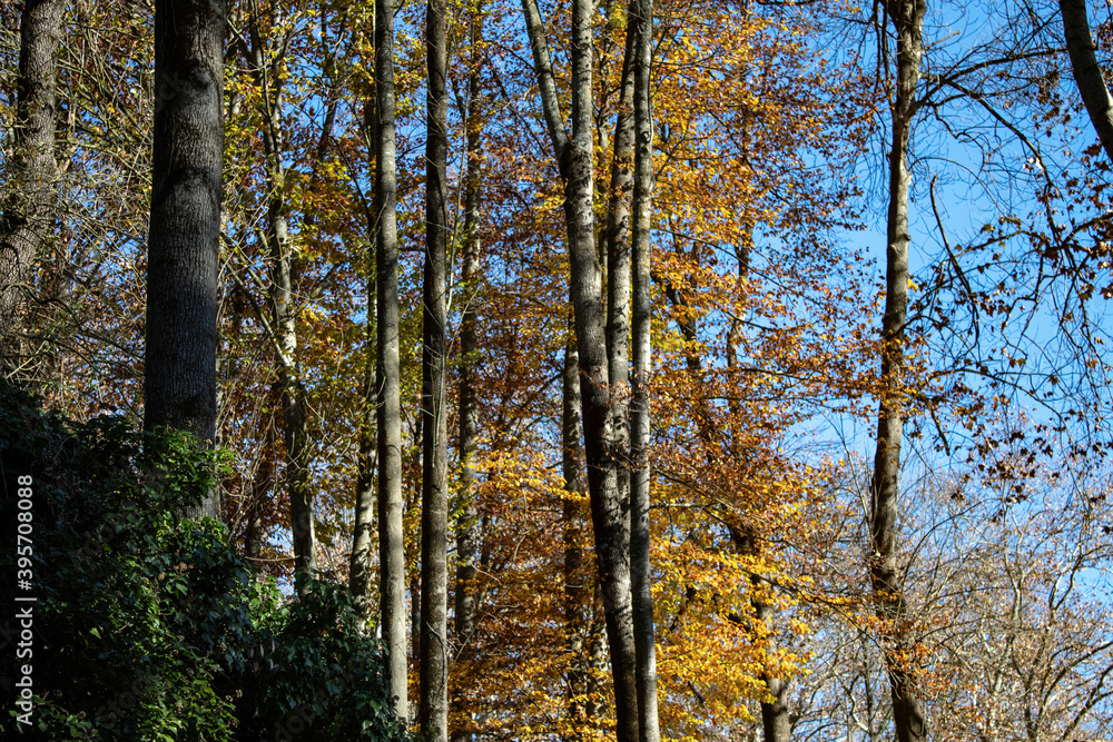 Fototapeta premium arboles en otoño