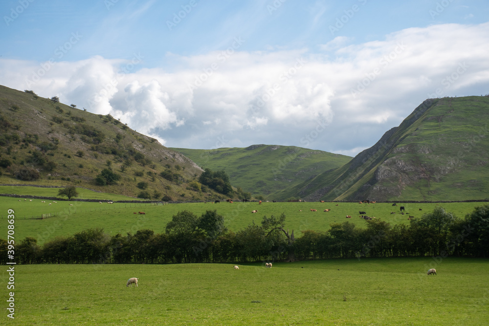 Green Hills of Derbyshire with Sheep