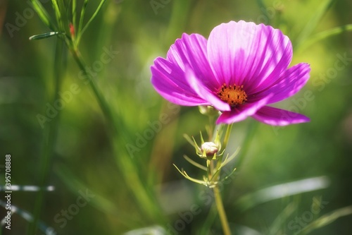 Summer on a flowery meadow, purple cosmos flower, close-up and b