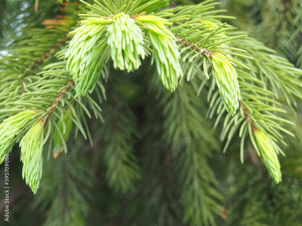 firs and fir trees with cones and needles firs and fir trees with cones and needles