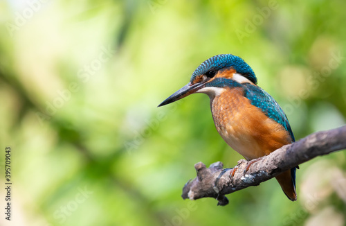 Common kingfisher, Alcedo atthis. The bird sits above a shallow river on a old branch