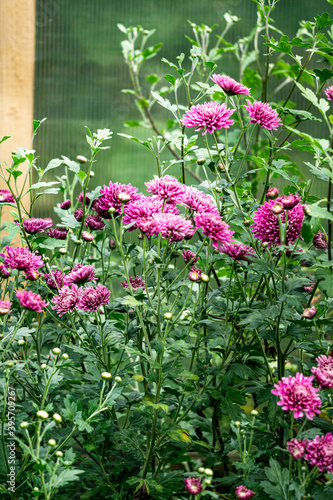 Bushes with flowers of purple chrysanthemums in the garden in autumn.