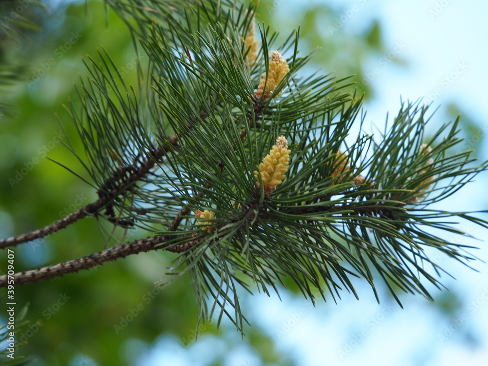 firs and fir trees with cones and needles firs and fir trees with cones and needles