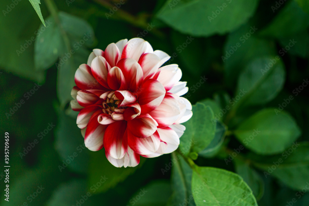 dahlia flower with white-red petals on a flower bed. Close-up. dahlia flower with white-red petals on a flower bed. Close-up.
