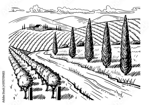 Rural landscape. Grape fields. Cypress trees. Hand drawn sketch. Vintage style. Black and white vector illustration isolated on white background.