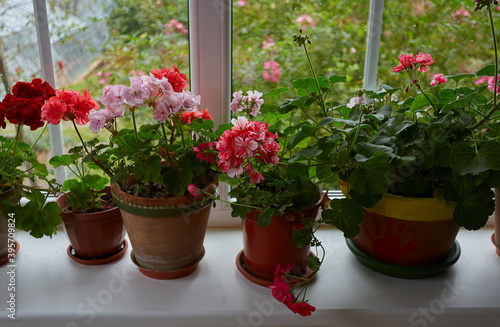 variety of geranium pots isolated on white © Diana Taliun