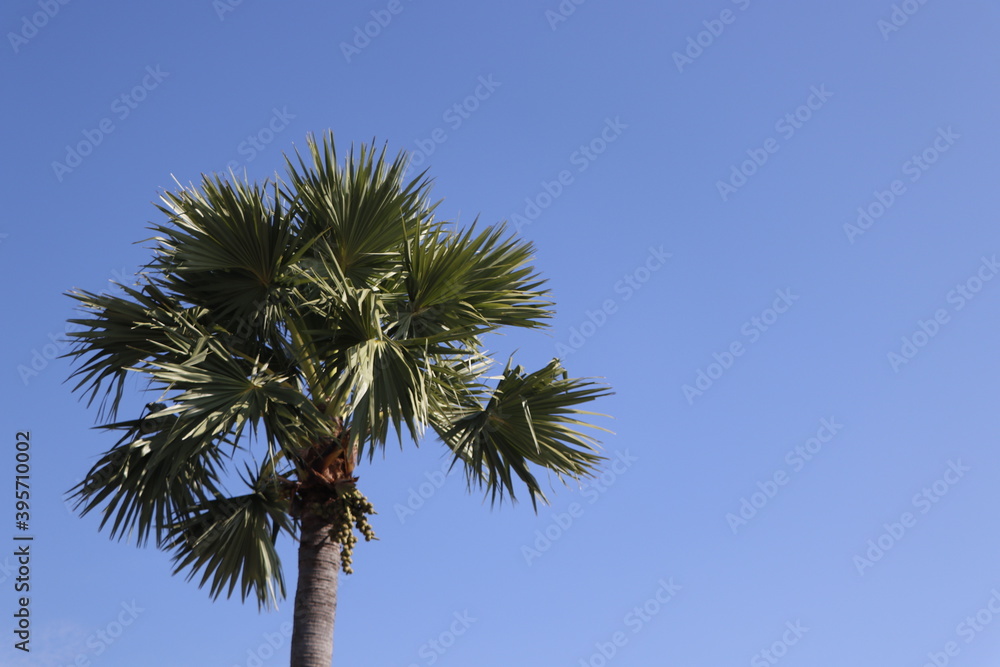 Fototapeta premium Tropical sugar palm tree against a bright clear blue sky, summer nature background with copy space, sunny day in the tropics